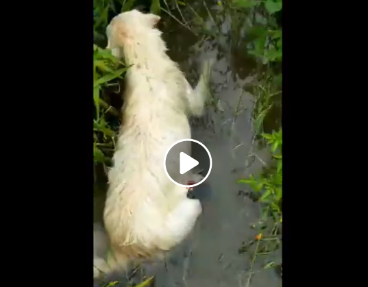 公學路捕獸鋏大白