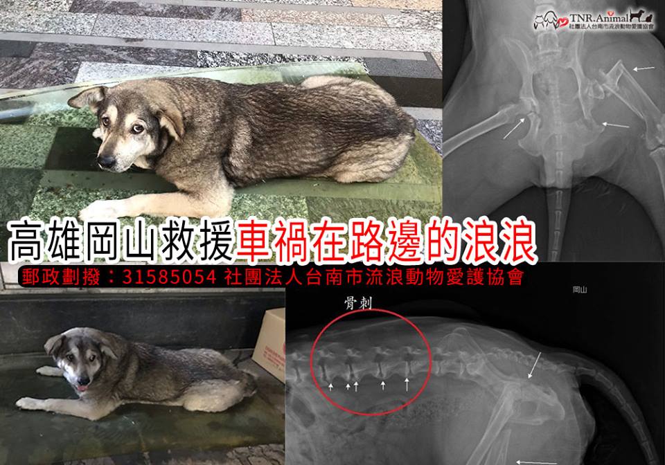 高雄救援岡山老犬