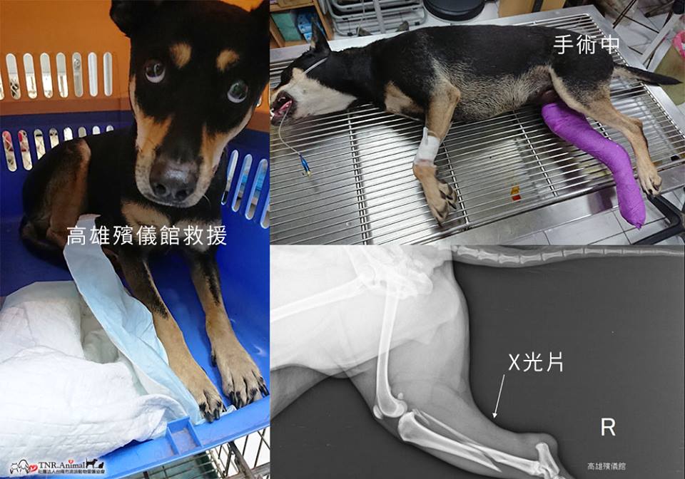 高雄殯儀館救援四眼犬