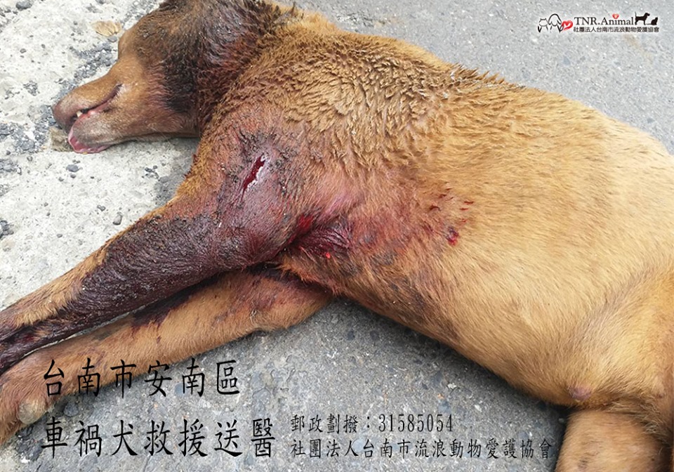 安南區救援車禍犬