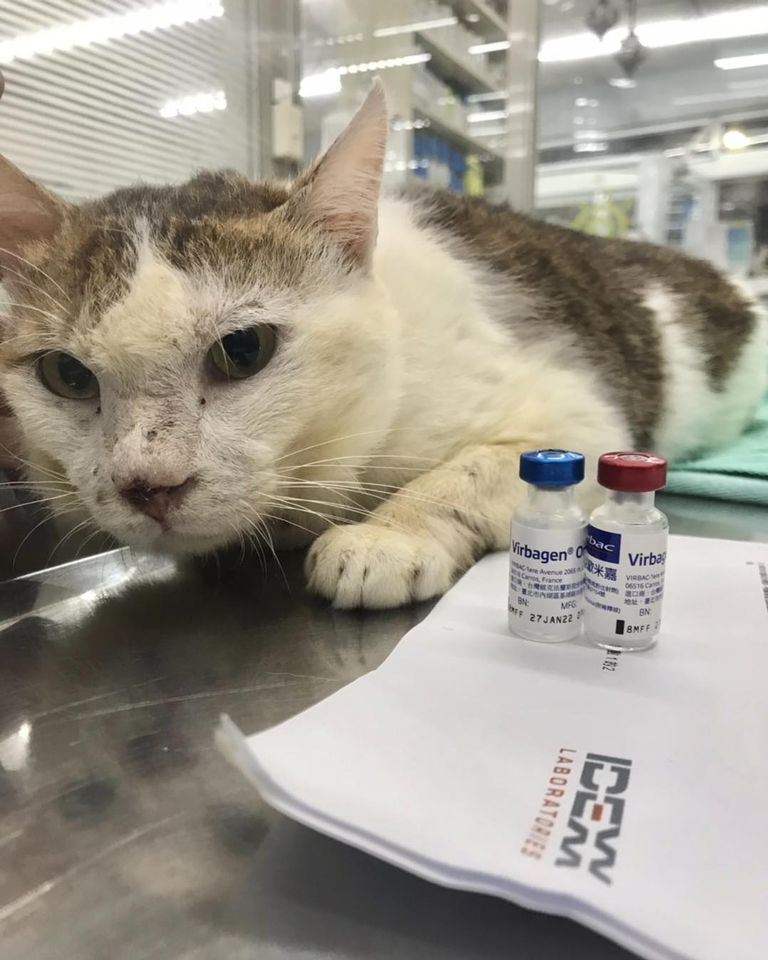 寄養在中途志工店裡的愛滋貓 純米 發病了