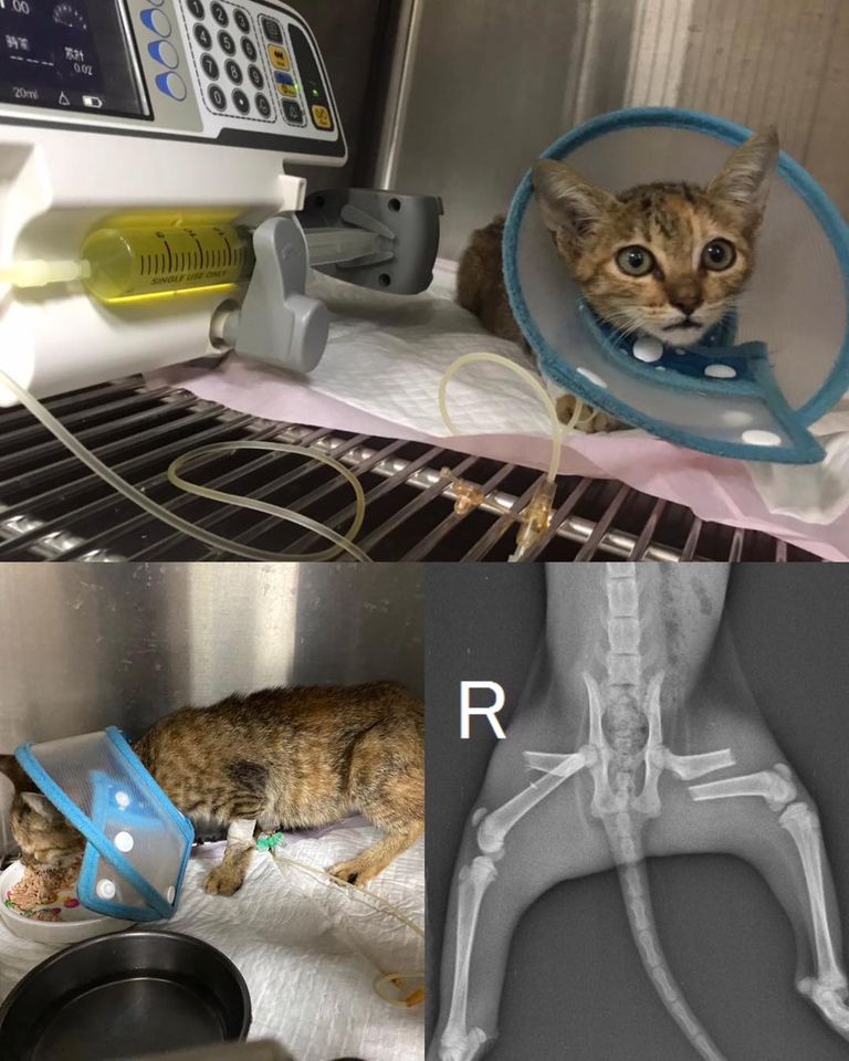 新化高鐵下 雙大腿骨骨折的小貓